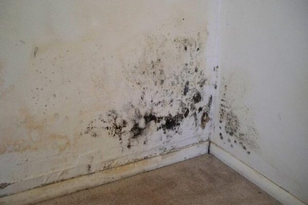 The Most Common Causes Of Mold In Your Home
