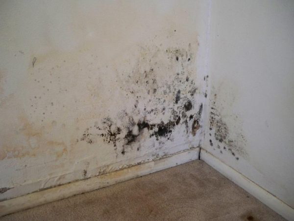 The Most Common Causes Of Mold In Your Home