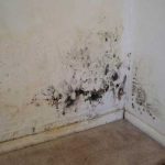 The Most Common Causes Of Mold In Your Home