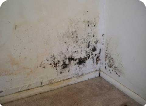 The Most Common Causes Of Mold In Your Home