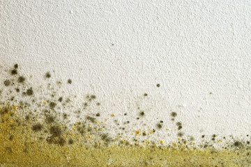 Presence Of Mold