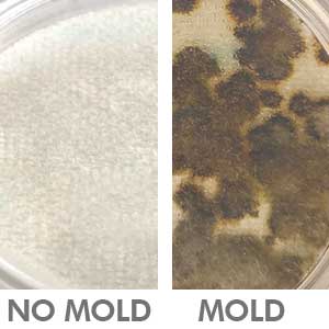 AC Mold Test Kit – Clean Vent Air