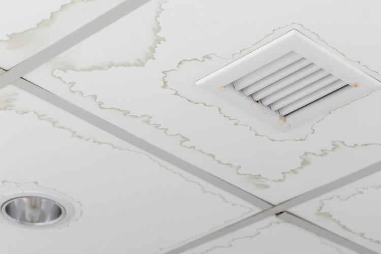 Hidden Impact of Mold